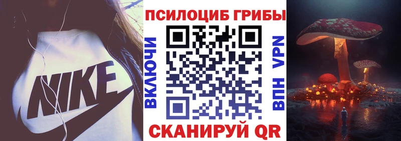 где можно купить   Петровск-Забайкальский  Псилоцибиновые грибы Cubensis 